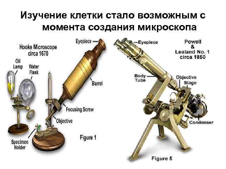 Изучение клетки стало возможным с момента создания микроскопа 