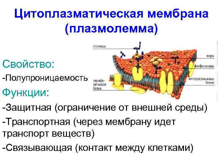 Цитоплазматическая мембрана (плазмолемма) Свойство: -Полупроницаемость Функции: -Защитная (ограничение от внешней среды) -Транспортная (через мембрану