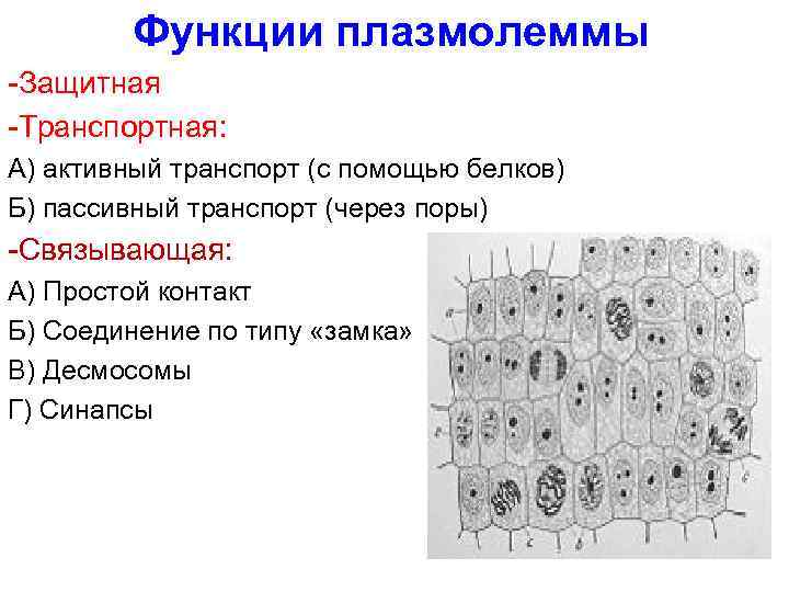 Функции плазмолеммы -Защитная -Транспортная: А) активный транспорт (с помощью белков) Б) пассивный транспорт (через