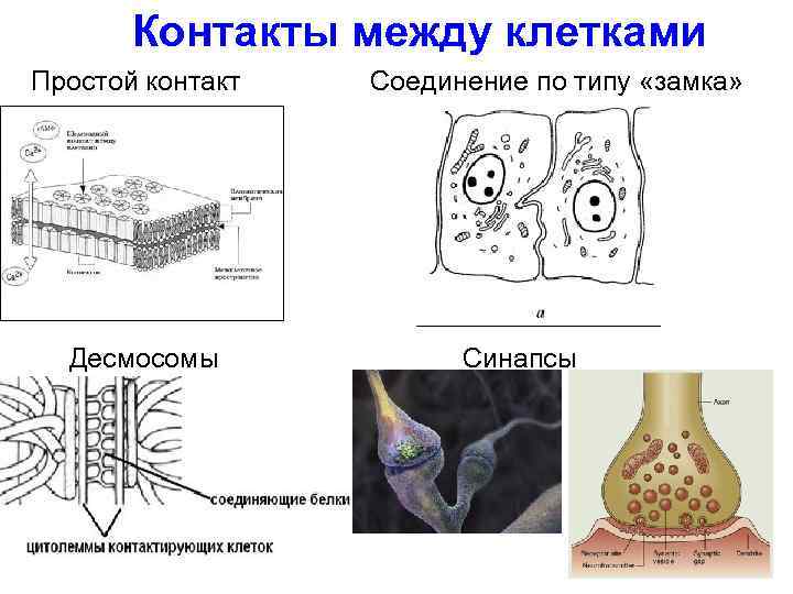 Контакты между клетками Простой контакт Десмосомы Соединение по типу «замка» Синапсы 