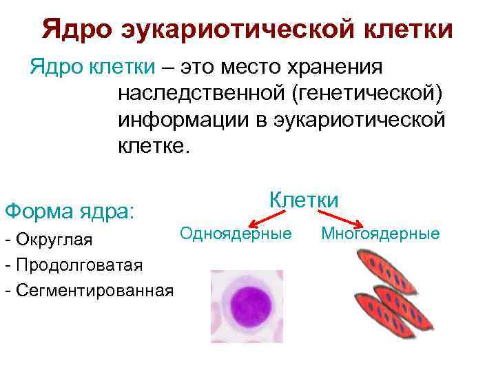 Ядро эукариотической клетки Ядро клетки – это место хранения наследственной (генетической) информации в эукариотической