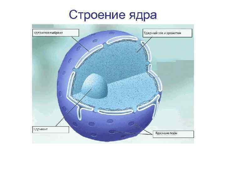 Строение ядра 