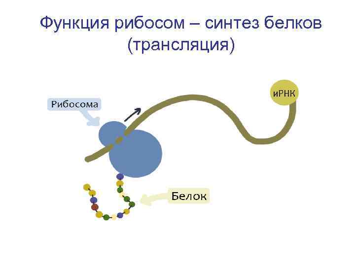 Функция рибосом – синтез белков (трансляция) 