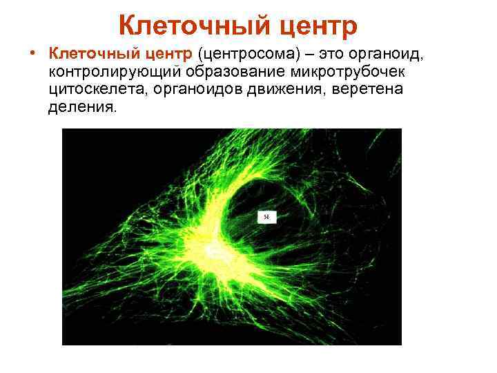 Клеточный центр • Клеточный центр (центросома) – это органоид, контролирующий образование микротрубочек цитоскелета, органоидов