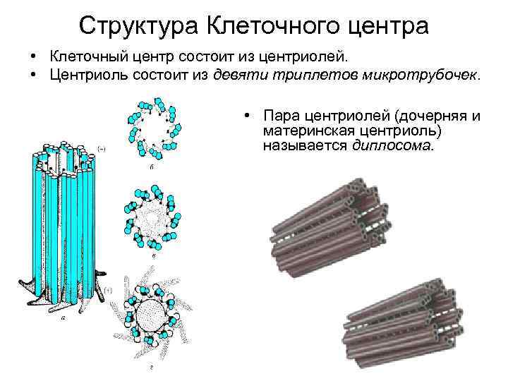 Структура Клеточного центра • Клеточный центр состоит из центриолей. • Центриоль состоит из девяти