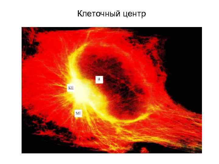 Клеточный центр 