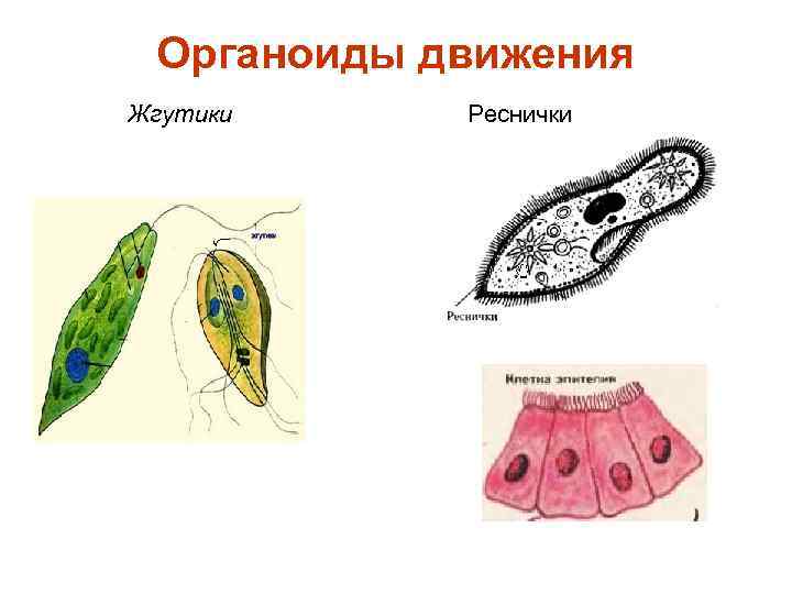 Органоиды движения Жгутики Реснички 