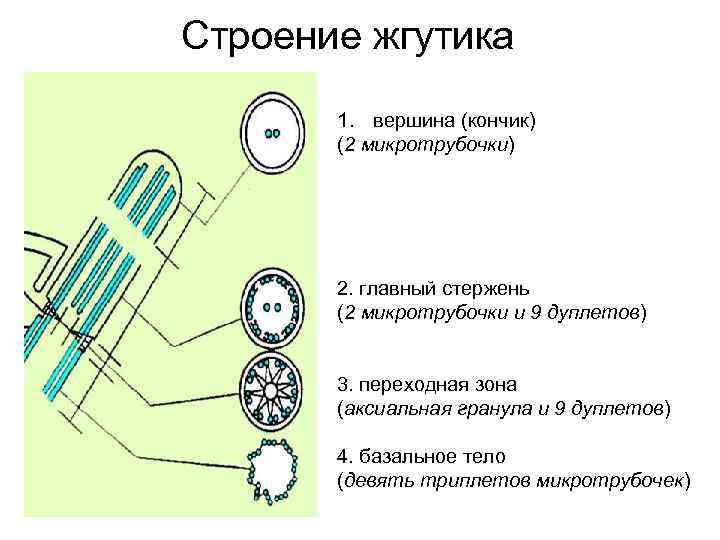 Строение жгутика 1. вершина (кончик) (2 микротрубочки) 2. главный стержень (2 микротрубочки и 9