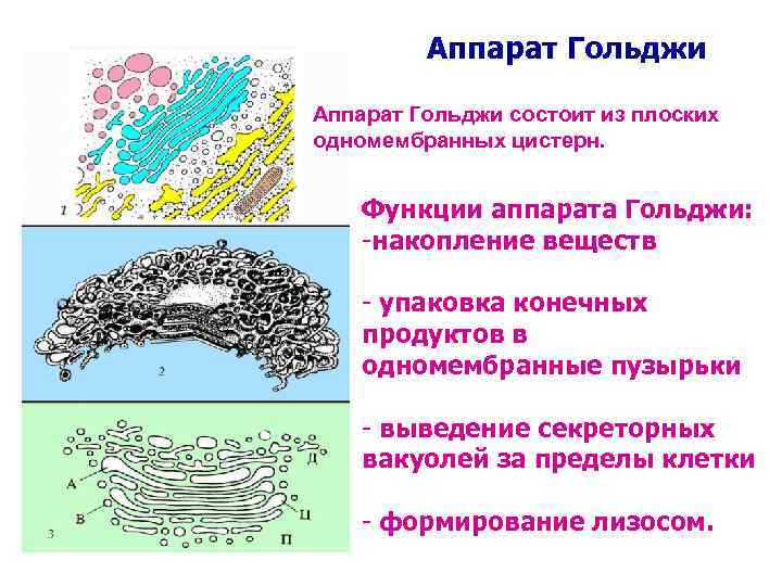 Аппарат Гольджи состоит из плоских одномембранных цистерн. Функции аппарата Гольджи: -накопление веществ - упаковка