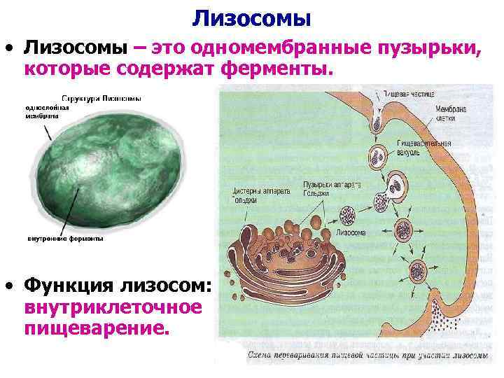 Лизосомы • Лизосомы – это одномембранные пузырьки, которые содержат ферменты. • Функция лизосом: внутриклеточное