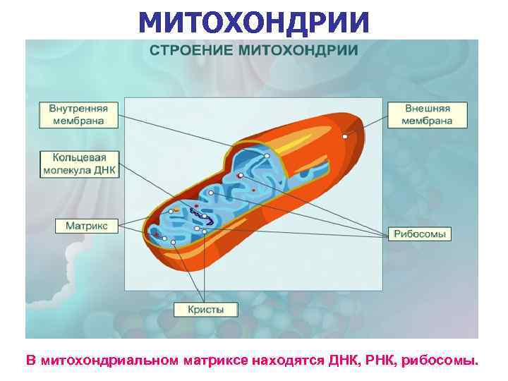 МИТОХОНДРИИ В митохондриальном матриксе находятся ДНК, РНК, рибосомы. 