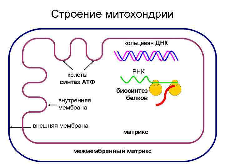 Строение митохондрии 