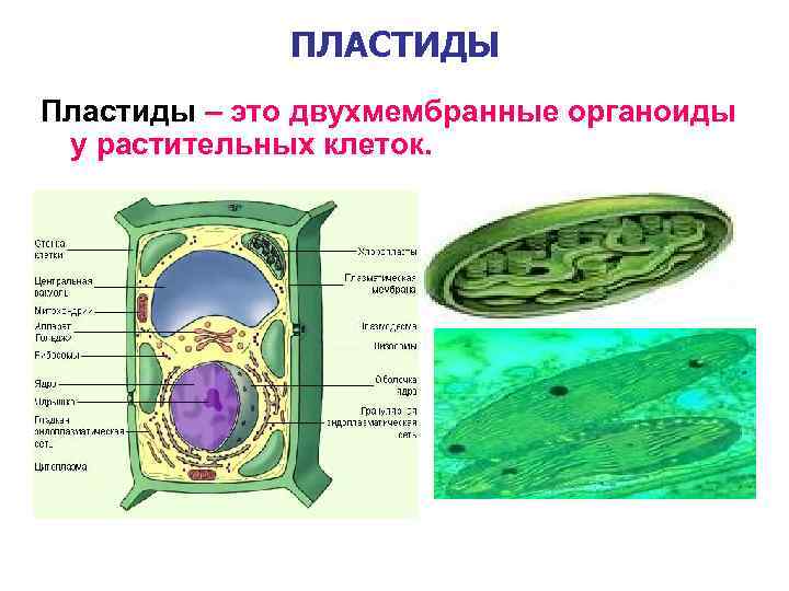 ПЛАСТИДЫ Пластиды – это двухмембранные органоиды у растительных клеток. 