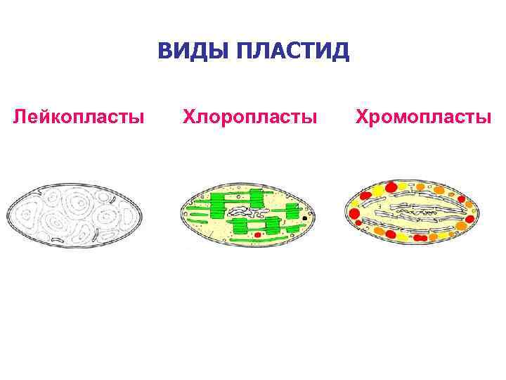 ВИДЫ ПЛАСТИД Лейкопласты Хлоропласты Хромопласты 