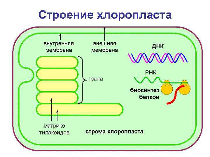 Строение хлоропласта 