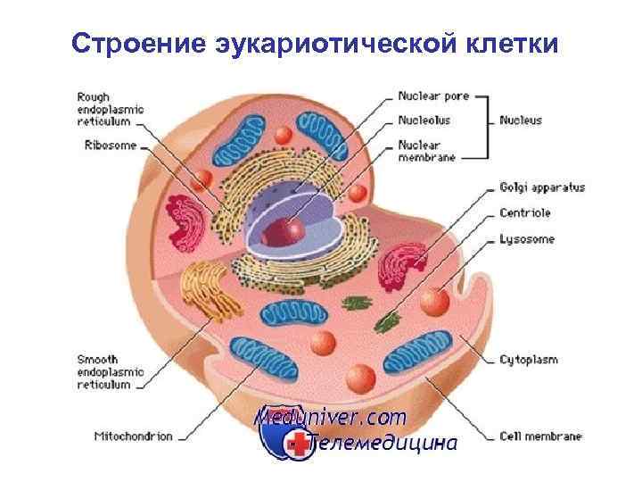 Схема строения эукариотической клетки