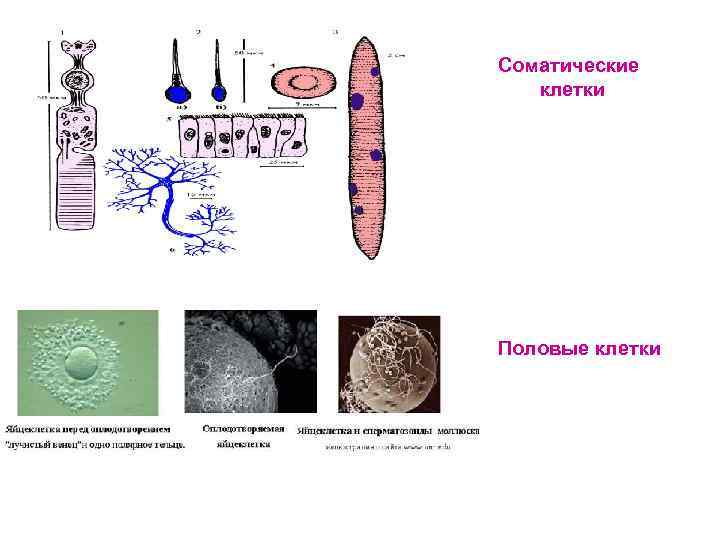 Соматические клетки Половые клетки 