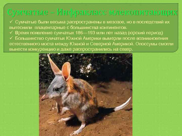 Сумчатые – Инфракласс млекопитающих ü Сумчатые были весьма распространены в мезозое, но в последствий