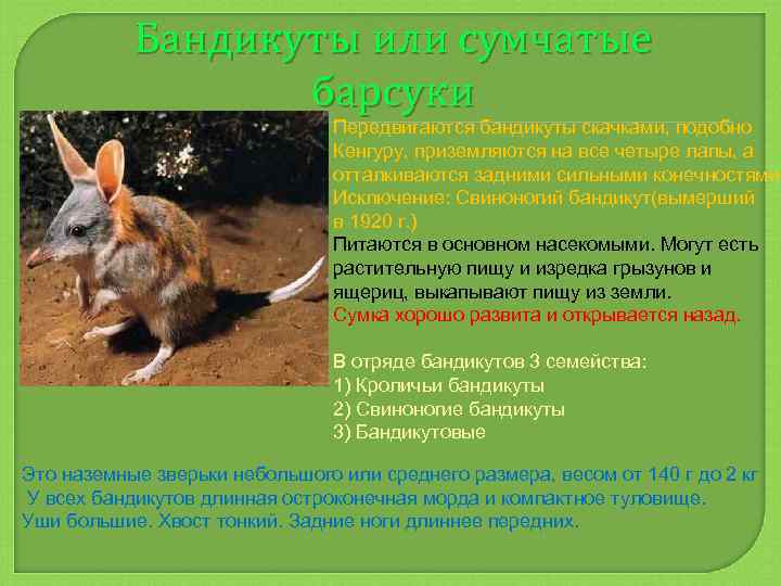 Бандикуты или сумчатые барсуки Передвигаются бандикуты скачками, подобно Кенгуру, приземляются на все четыре лапы,