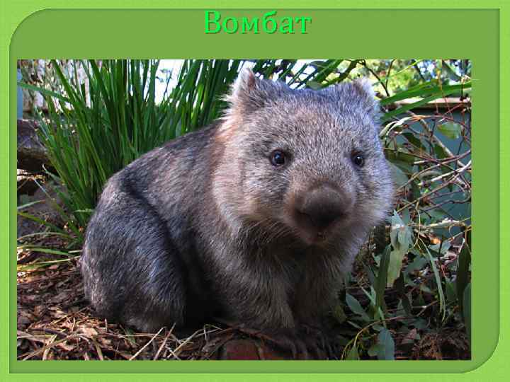 Вомбат 