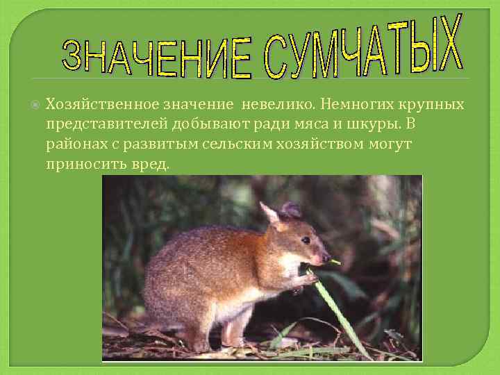  Хозяйственное значение невелико. Немногих крупных представителей добывают ради мяса и шкуры. В районах