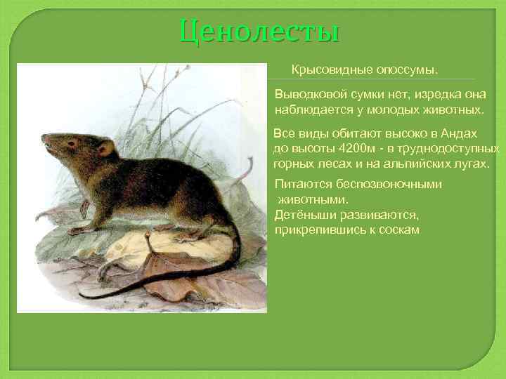 Ценолесты Крысовидные опоссумы. Выводковой сумки нет, изредка она наблюдается у молодых животных. Все виды