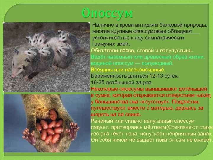 Опоссум Наличие в крови антидота белковой природы, многие крупные опоссумовые обладают устойчивостью к яду