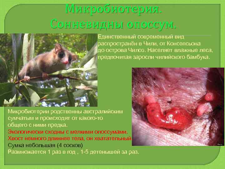 Микробиотерия. Сонневидны опоссум. Единственный современный вид распространён в Чили, от Консепсьона до острова Чилоэ.