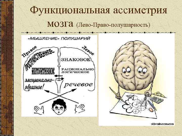 Функциональная ассиметрия мозга (Лево-Право-полушарность) 