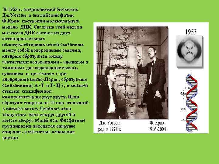 В 1953 г. американский биохимик Дж. Уотсон и английский физик Ф. Крик построили молекулярную