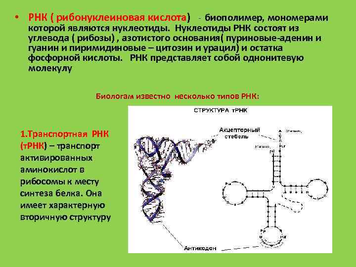 РНК рибонуклеиновая кислота. РНК полимер. Мономерами биополимеров являются