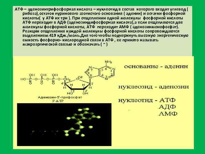 АТФ – аденозинтрифосфорная кислота – нуклеотид в состав которого входит углевод ( рибоза), остаток