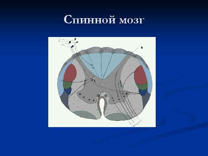 Спинной мозг 