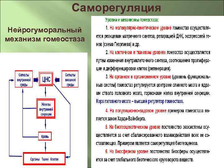 Механизмы саморегуляции. Саморегуляция на молекулярно генетическом уровне. Саморегуляторные механизмы нейрогормональных отношений. Саморегуляция гомеостаз. Нервный и гуморальный механизмы саморегуляции гомеостаза.