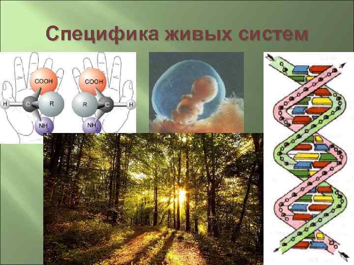 Специфика живых систем 