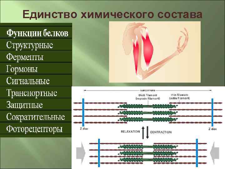 Единство химического состава 