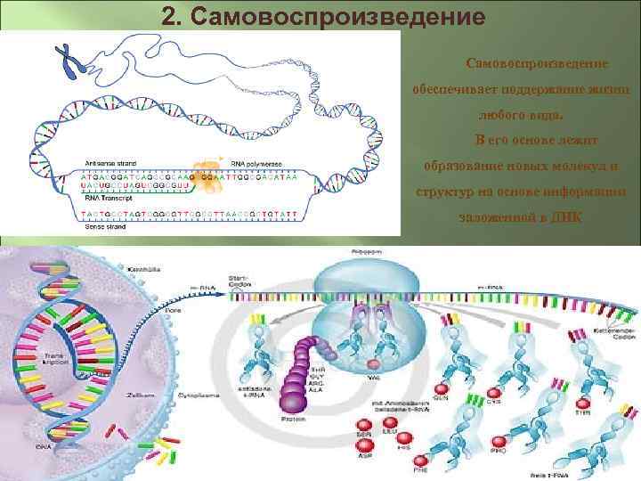 2. Самовоспроизведение обеспечивает поддержание жизни любого вида. В его основе лежит образование новых молекул