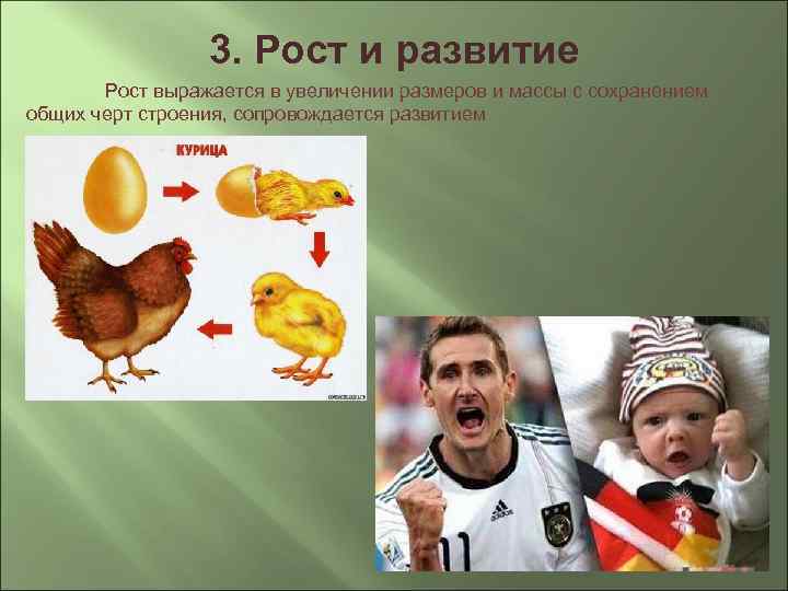3. Рост и развитие Рост выражается в увеличении размеров и массы с сохранением общих