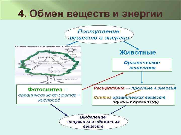 4. Обмен веществ и энергии 