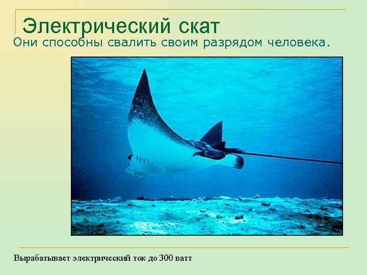 Они способны свалить своим разрядом человека. 