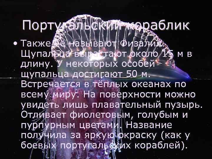 Португальский кораблик • Также её называют Физалия. Щупальца вырастают около 15 м в длину.