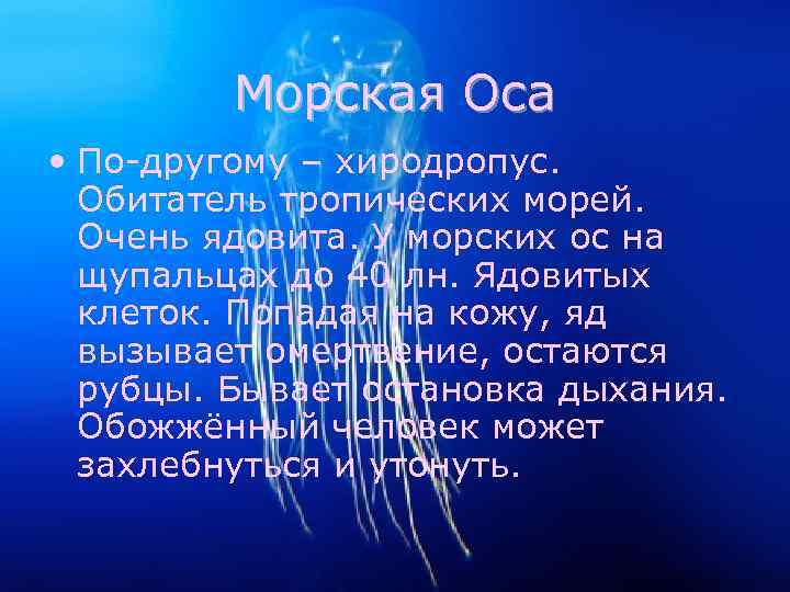 Морская Оса • По-другому – хиродропус. Обитатель тропических морей. Очень ядовита. У морских ос