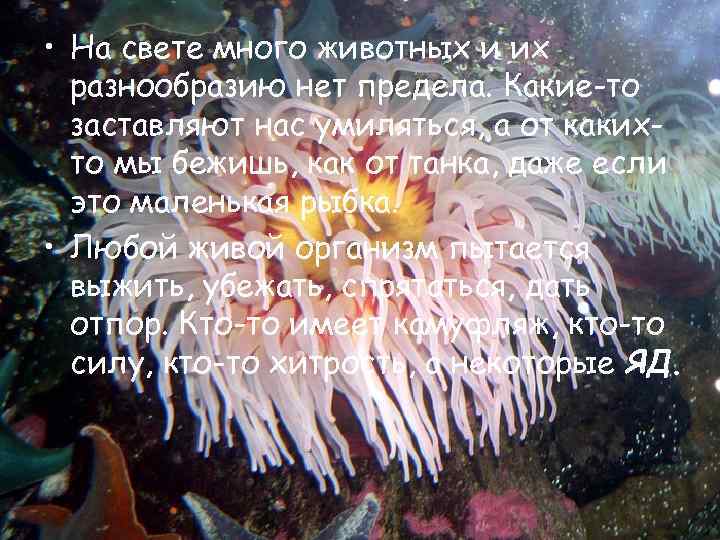  • На свете много животных и их разнообразию нет предела. Какие-то заставляют нас