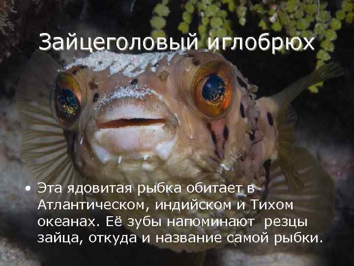 Зайцеголовый иглобрюх • Эта ядовитая рыбка обитает в Атлантическом, индийском и Тихом океанах. Её