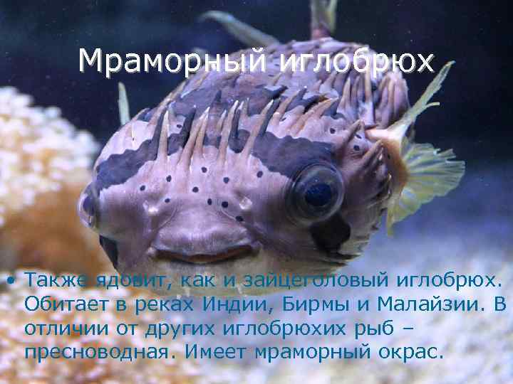 Мраморный иглобрюх • Также ядовит, как и зайцеголовый иглобрюх. Обитает в реках Индии, Бирмы
