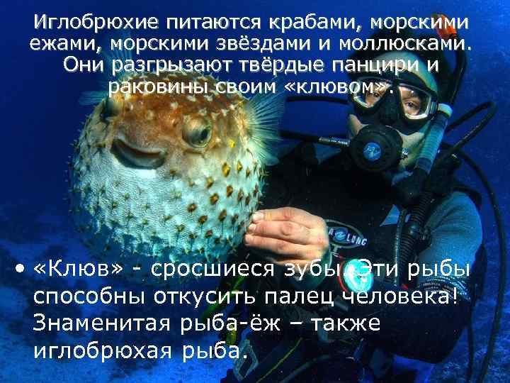 Иглобрюхие питаются крабами, морскими ежами, морскими звёздами и моллюсками. Они разгрызают твёрдые панцири и