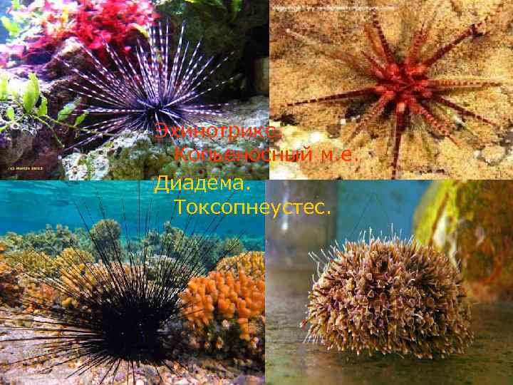 Эхинотрикс. Копьеносный м. е. Диадема. Токсопнеустес. 