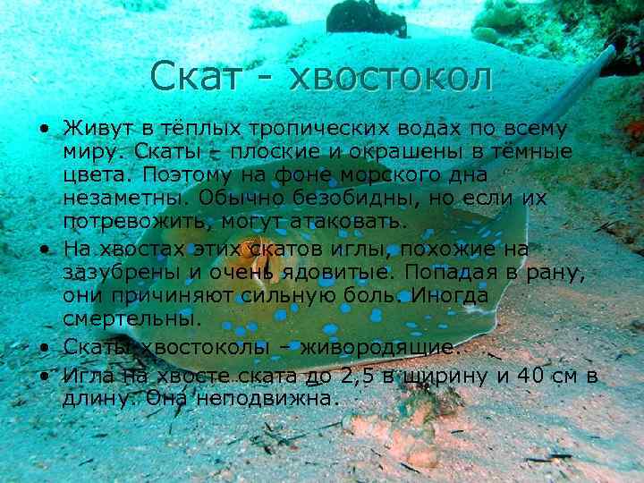 Скат - хвостокол • Живут в тёплых тропических водах по всему миру. Скаты –