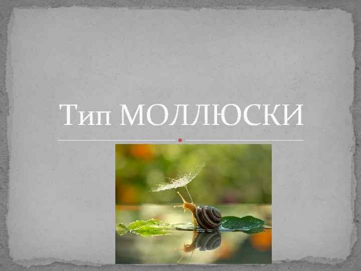 Тип МОЛЛЮСКИ Молчанов А. Ю. Тип МОЛЛЮСКИ Молчанов А. Ю.