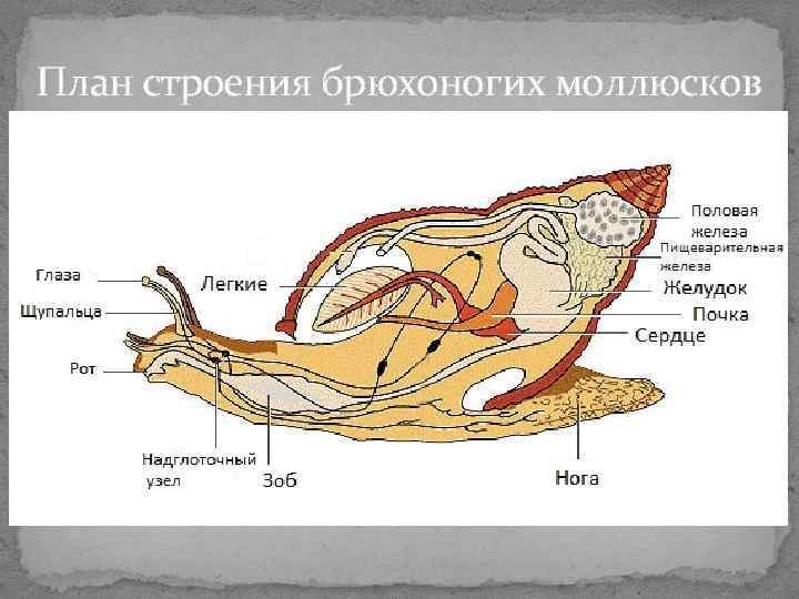 План строения брюхоногих моллюсков План строения брюхоногих моллюсков